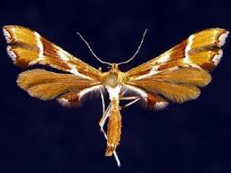 Attēlu rezultāti vaicājumam “Cnaemidophorus rhododactyla”