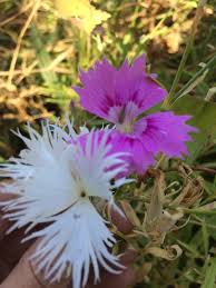 Image result for Dianthus superbus