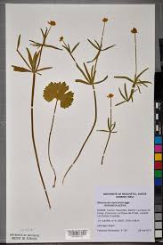 Attēlu rezultāti vaicājumam “Ranunculus auricomus”