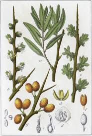 Attēlu rezultāti vaicājumam “Hippophae rhamnoides”