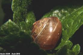 Attēlu rezultāti vaicājumam “Fruticola fruticum”