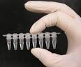 For other uses, see <b>PCR</b>