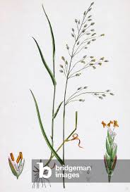 Attēlu rezultāti vaicājumam “Poa nemoralis”