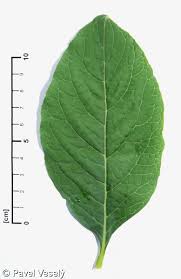Attēlu rezultāti vaicājumam “Phytolacca acinosa leaf”