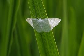 Attēlu rezultāti vaicājumam “Cabera pusaria male”