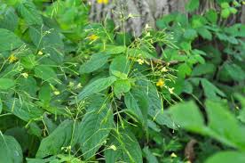 Attēlu rezultāti vaicājumam “Impatiens parviflora leaf”