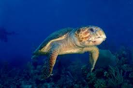 Image result for Richmond Sub-Aqua Club