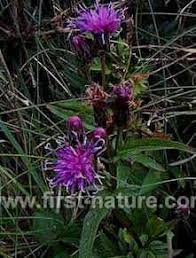 Attēlu rezultāti vaicājumam “Serratula tinctoria flower”
