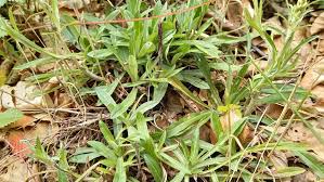 Attēlu rezultāti vaicājumam “Gnaphalium sylvaticum”