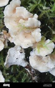 Attēlu rezultāti vaicājumam “Sistotrema confluens”