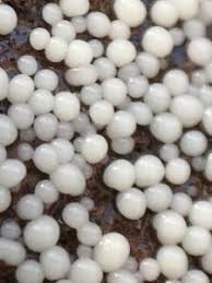 Attēlu rezultāti vaicājumam “Diderma spumarioides macro”