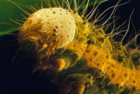 Attēlu rezultāti vaicājumam “Pieris brassicae larva”