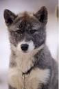 كلاب الهاسكي husky dogs