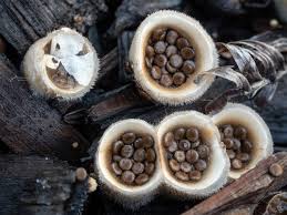 Attēlu rezultāti vaicājumam “Dianema nivale”