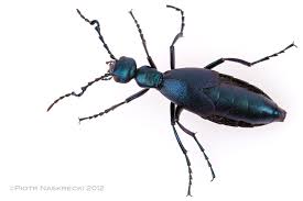 Attēlu rezultāti vaicājumam “Meloe sp. larva”