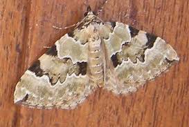 Attēlu rezultāti vaicājumam “Colostygia pectinataria”