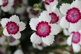 Attēlu rezultāti vaicājumam “Dianthus deltoides”