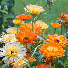 Attēlu rezultāti vaicājumam “Calendula officinalis flower”