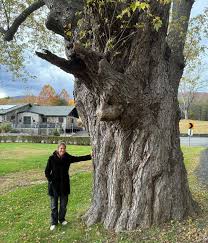 Attēlu rezultāti vaicājumam “Acer saccharinum”