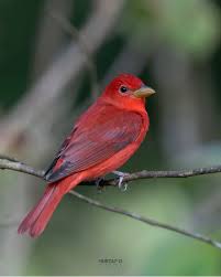 Image result for Piranga rubra