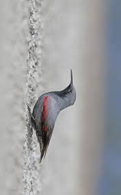 Image result for Tichodroma muraria