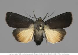 Attēlu rezultāti vaicājumam “Amphipyra livida”