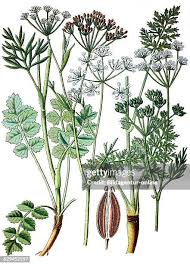 Attēlu rezultāti vaicājumam “Pimpinella saxifraga”