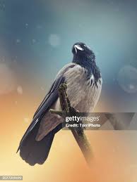 Attēlu rezultāti vaicājumam “Corvus cornix adult”