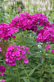 Image result for Phlox (großblumig)