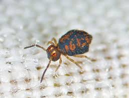 Attēlu rezultāti vaicājumam “Symphypleona”