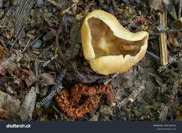 Attēlu rezultāti vaicājumam “Peziza varia”