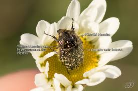 Attēlu rezultāti vaicājumam “Oxythyrea funesta imago”