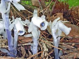 Image result for ギンリョウソウ