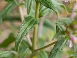 Attēlu rezultāti vaicājumam “Odontites vulgaris leaf”