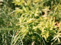 Attēlu rezultāti vaicājumam “Pulsatilla patens leaf”