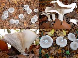 Attēlu rezultāti vaicājumam “Clitocybe nebularis”