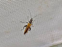 Attēlu rezultāti vaicājumam “Oedemera femorata”