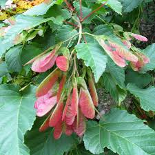 Attēlu rezultāti vaicājumam “Acer tataricum subsp. ginnala fruit”