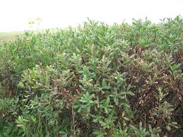 Attēlu rezultāti vaicājumam “Myrica gale”