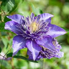 Attēlu rezultāti vaicājumam “Clematis flower”
