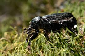 Attēlu rezultāti vaicājumam “Osmoderma barnabita”