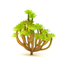 Attēlu rezultāti vaicājumam “Phedimus spurius”