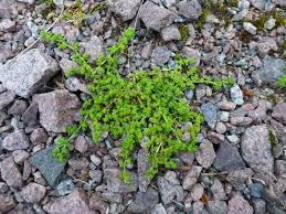 Attēlu rezultāti vaicājumam “Herniaria glabra”