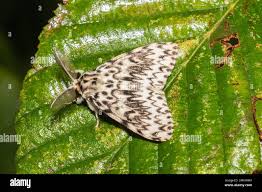 Attēlu rezultāti vaicājumam “Lymantria monacha imago”