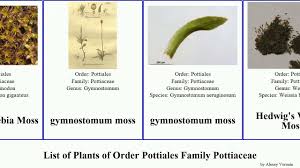 Attēlu rezultāti vaicājumam “Pottiales”