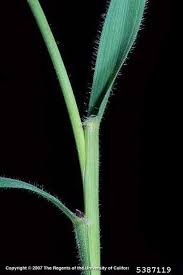 Attēlu rezultāti vaicājumam “Anthoxanthum odoratum fruit”