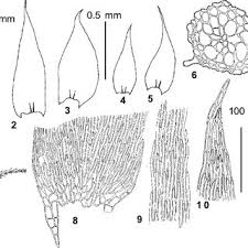 Attēlu rezultāti vaicājumam “Plagiothecium denticulatum”