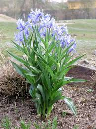 Attēlu rezultāti vaicājumam “Iris rosenbachiana”