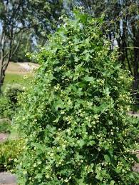 Attēlu rezultāti vaicājumam “Bryonia alba”