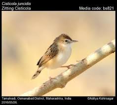 Image result for Cisticola juncidis
